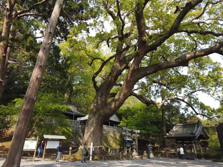 広角レンズなしで撮影した杉の写真