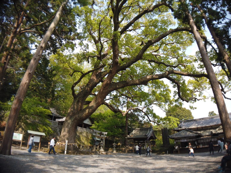 広角レンズありで撮影した杉の写真